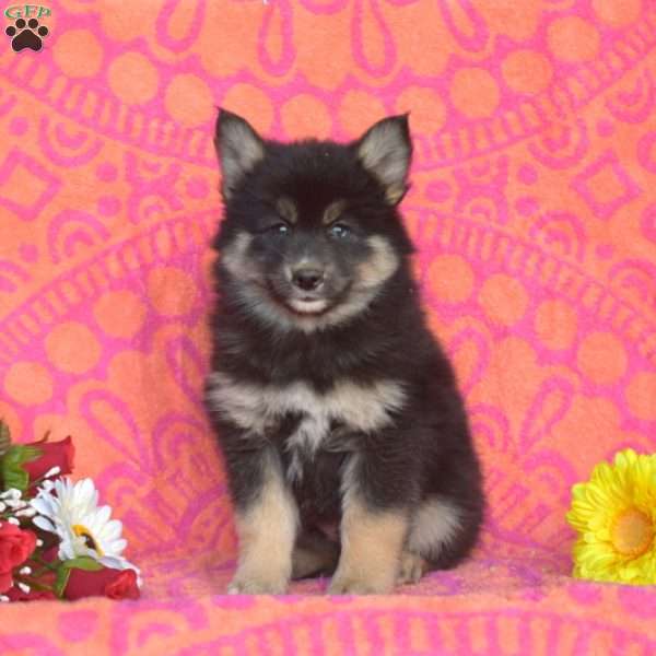 Magic, Pomsky Puppy