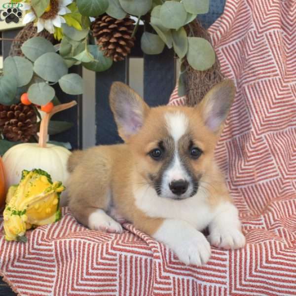 Magic, Pembroke Welsh Corgi Puppy