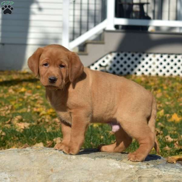 Magic, Fox Red Labrador Retriever Puppy