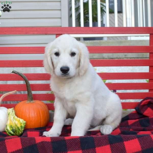 Magic, English Cream Golden Retriever Puppy