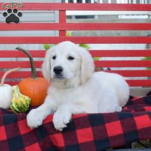 Magic, English Cream Golden Retriever Puppy