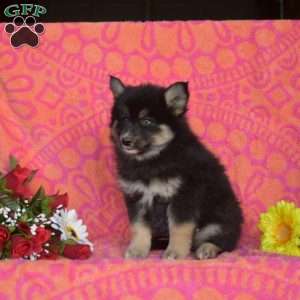 Magic, Pomsky Puppy