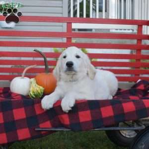 Magic, English Cream Golden Retriever Puppy