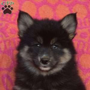 Magic, Pomsky Puppy