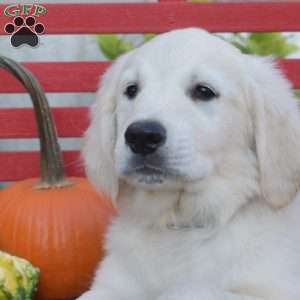 Magic, English Cream Golden Retriever Puppy