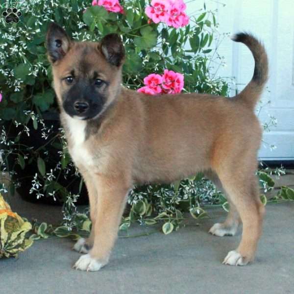 Maisie, Belgian Malinois Mix Puppy