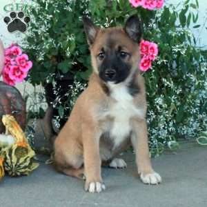 Maisie, Belgian Malinois Mix Puppy