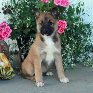 Maisie, Belgian Malinois Mix Puppy