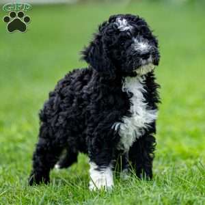 Maizy, Mini Bernedoodle Puppy