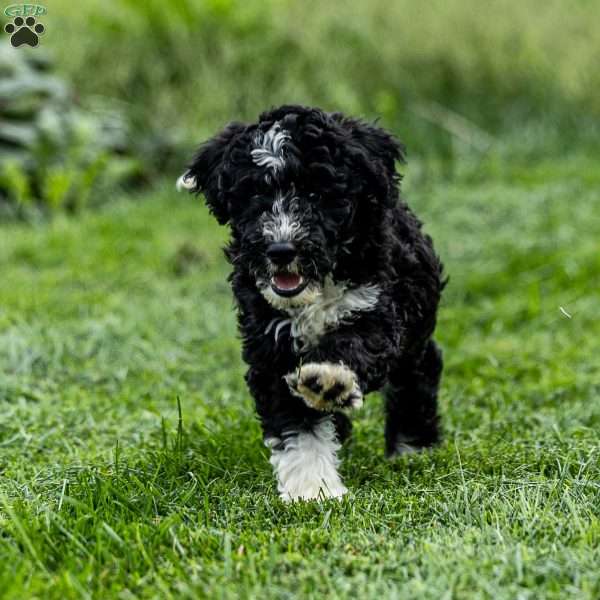 Maizy, Mini Bernedoodle Puppy