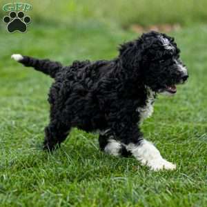 Maizy, Mini Bernedoodle Puppy