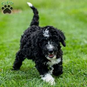 Maizy, Mini Bernedoodle Puppy