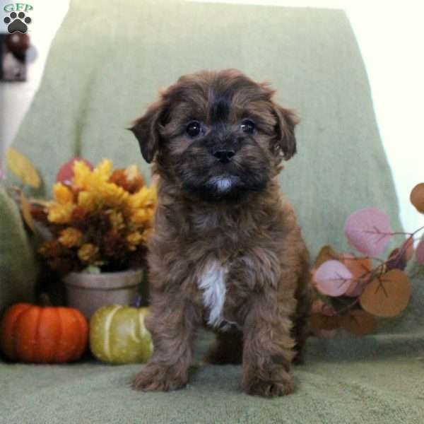 Maizy, Shih-Poo Puppy