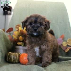 Maizy, Shih-Poo Puppy