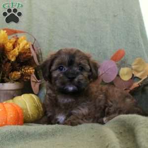 Maizy, Shih-Poo Puppy