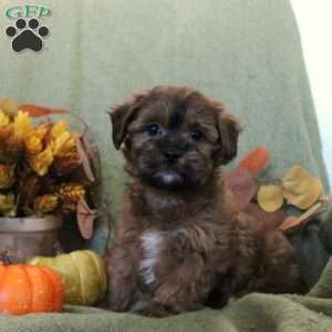 Maizy, Shih-Poo Puppy