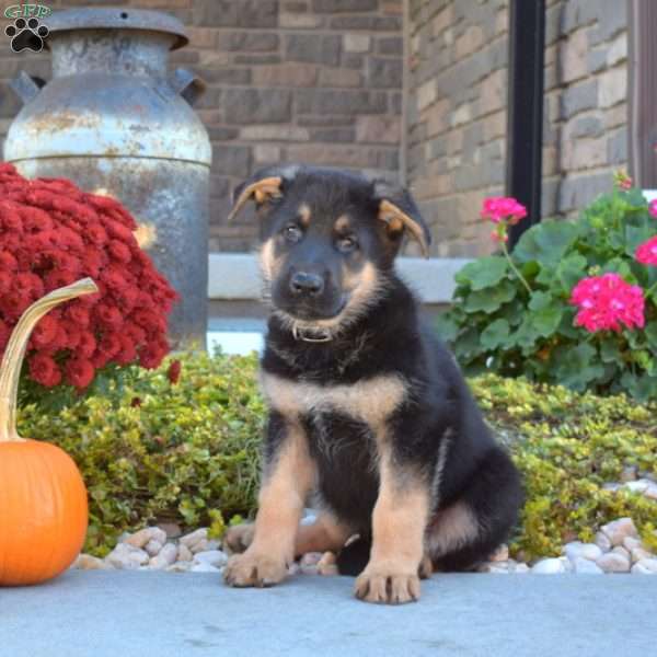 Major, German Shepherd Puppy