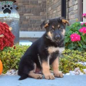 Major, German Shepherd Puppy