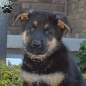 Major, German Shepherd Puppy