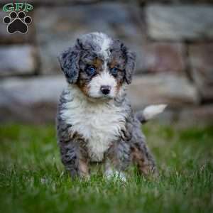 Makalu, Mini Bernedoodle Puppy