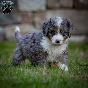 Makalu, Mini Bernedoodle Puppy