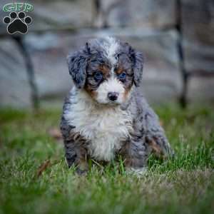 Makalu, Mini Bernedoodle Puppy