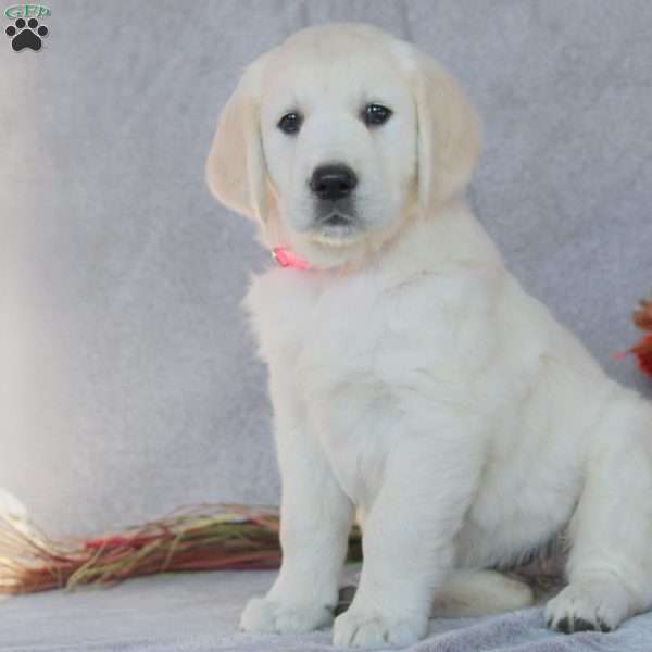 Makenzie, English Cream Golden Retriever Puppy