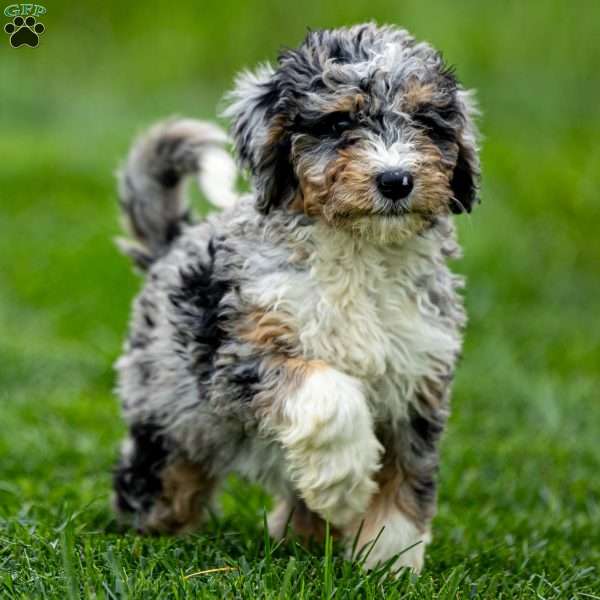 Malena, Mini Bernedoodle Puppy