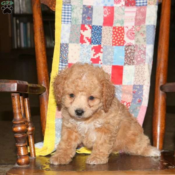 Mandy, Cockapoo Puppy