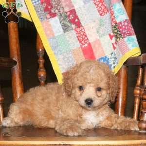 Mandy, Cockapoo Puppy