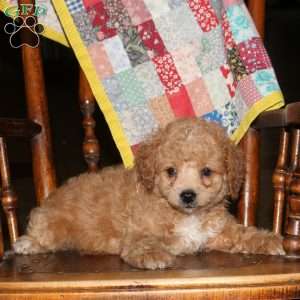 Mandy, Cockapoo Puppy