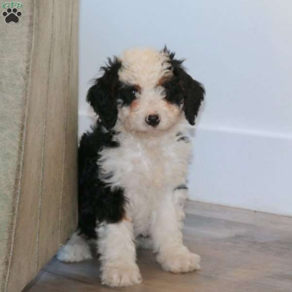 Mandy, Mini Bernedoodle Puppy