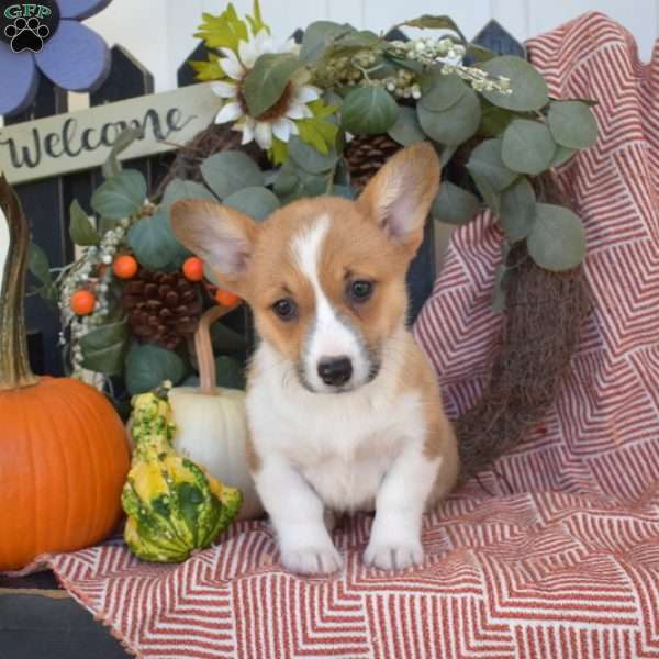 Maple, Pembroke Welsh Corgi Puppy