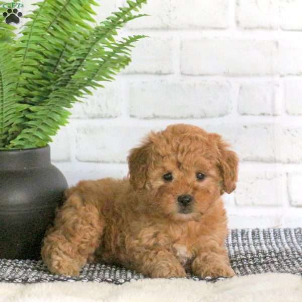 Maple, Mini Goldendoodle Puppy