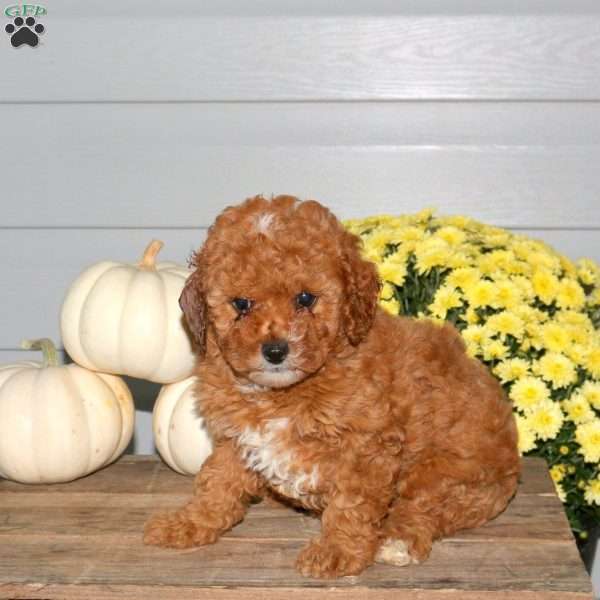 Maple, Miniature Poodle Puppy