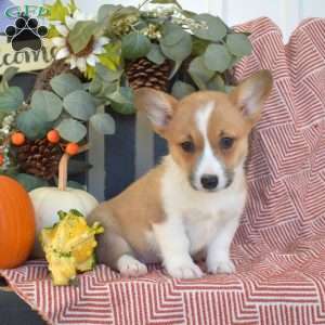 Maple, Pembroke Welsh Corgi Puppy