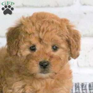 Maple, Mini Goldendoodle Puppy