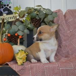 Maple, Pembroke Welsh Corgi Puppy