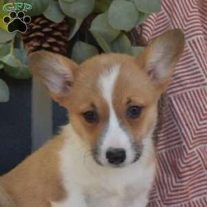 Maple, Pembroke Welsh Corgi Puppy