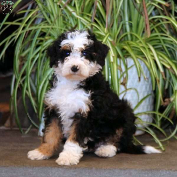 Marble, Mini Bernedoodle Puppy