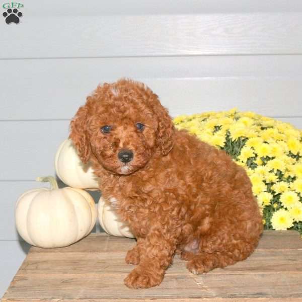 Marcus, Miniature Poodle Puppy