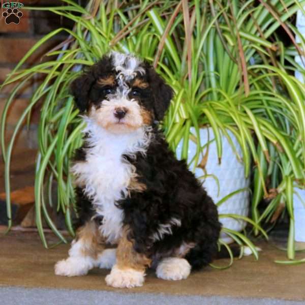 Marcus, Mini Bernedoodle Puppy