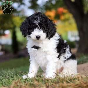 Mareo, Standard Poodle Puppy