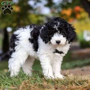 Mareo, Standard Poodle Puppy