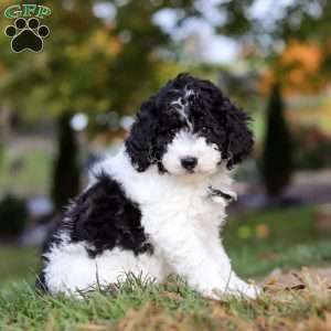 Mareo, Standard Poodle Puppy