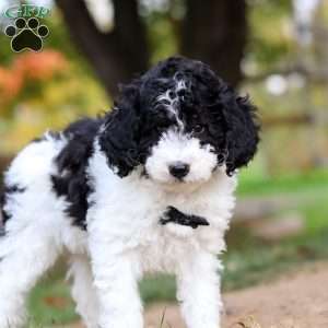 Mareo, Standard Poodle Puppy