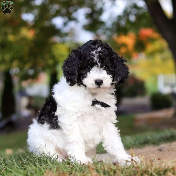 Mareo, Standard Poodle Puppy