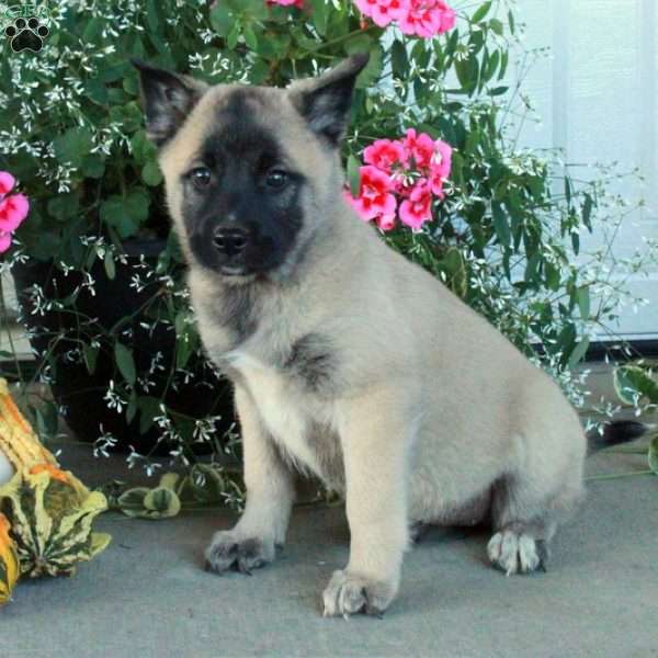 Margo, Belgian Malinois Mix Puppy