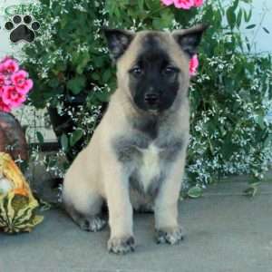 Margo, Belgian Malinois Mix Puppy