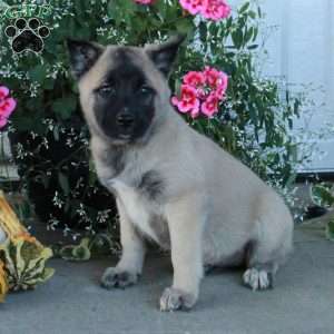 Margo, Belgian Malinois Mix Puppy